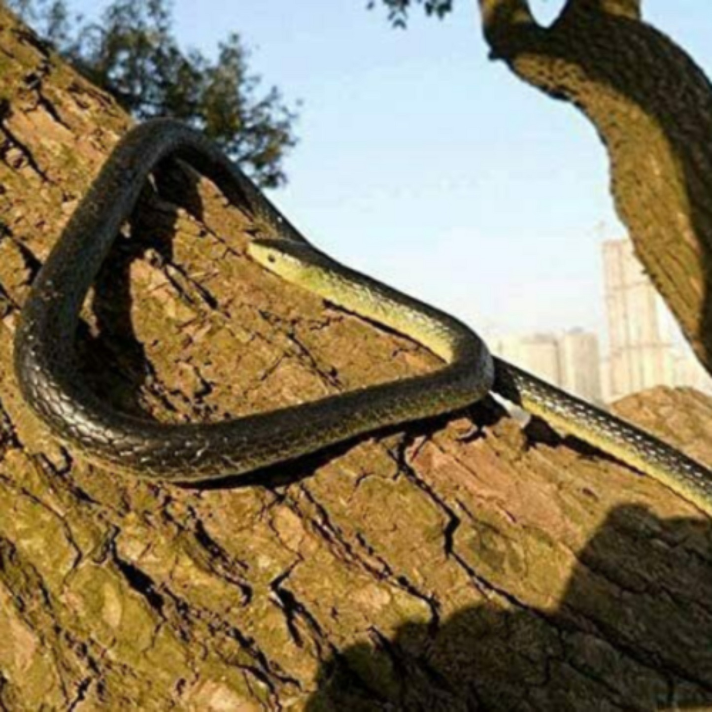 1.3m Realistic Rubber Snakes Fake Garden Pretend Trick Simulation Toy