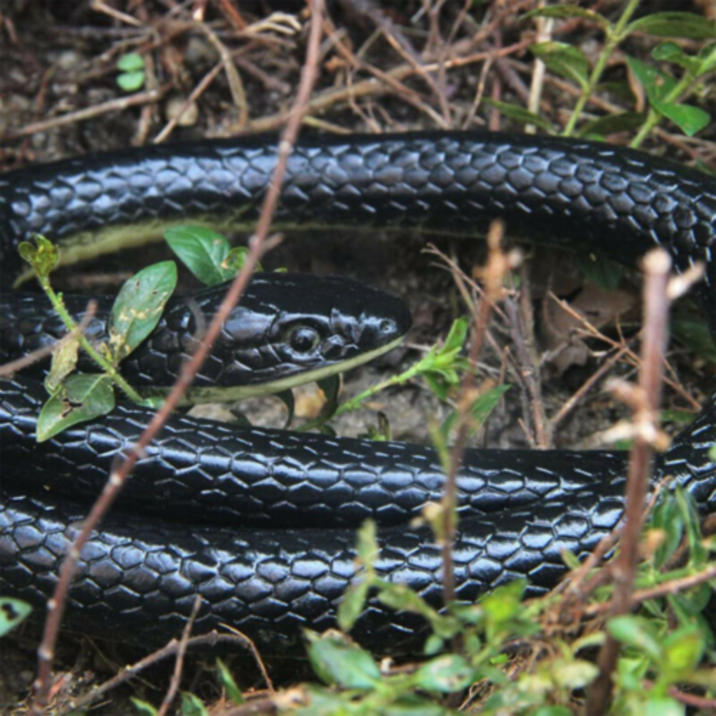 1.3m Realistic Rubber Snakes Fake Garden Pretend Trick Simulation Toy